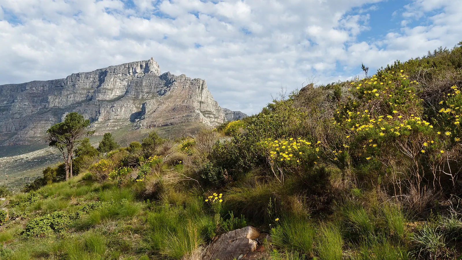 Table Mountain behind spring fynbos flowers